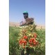 Ziynet f1 Hibrit Sanayi tipi salçalık kurutmalık domates tohumu 2500 Adet
